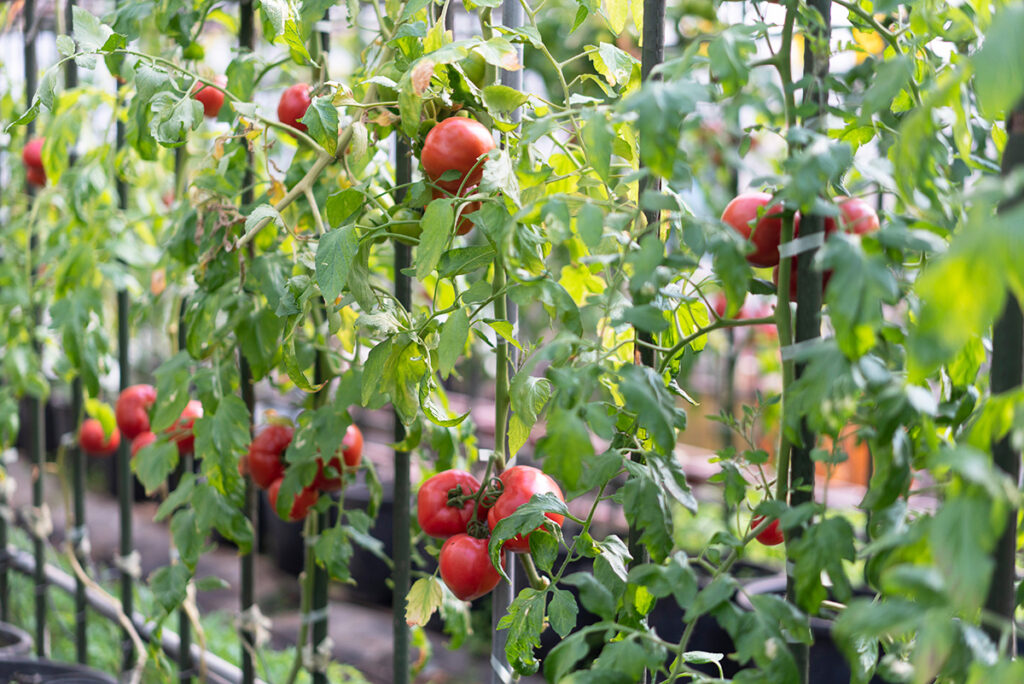 けぶりかわ農園のお野菜-トマト