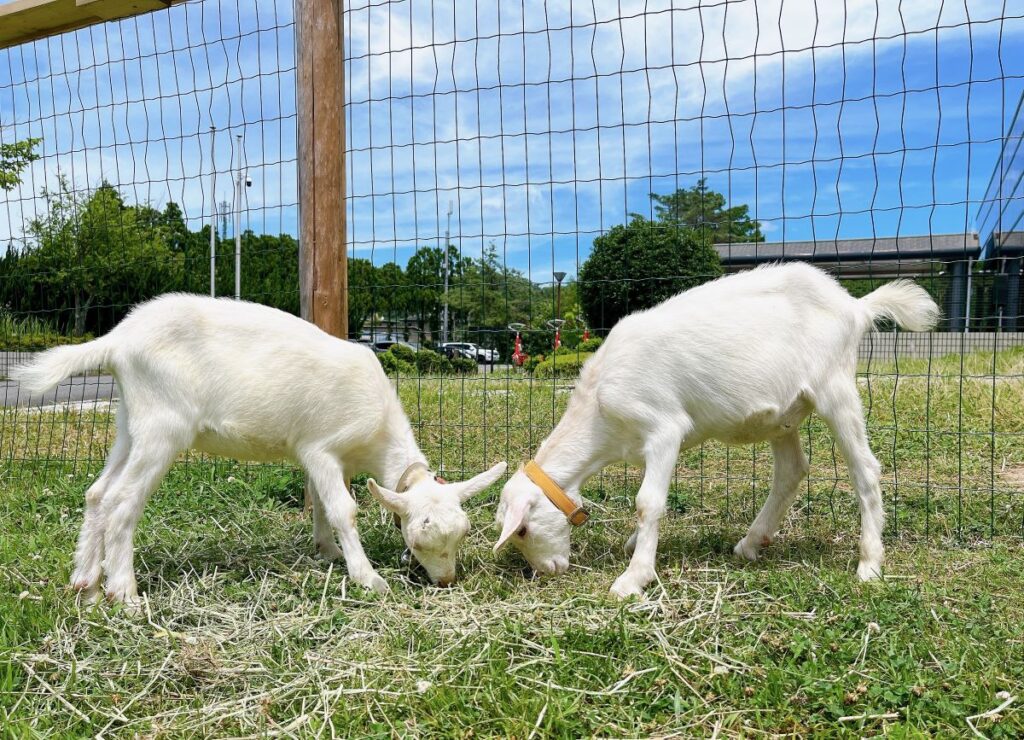 競って芝生を食べる「むぎくんとさとまるくん」